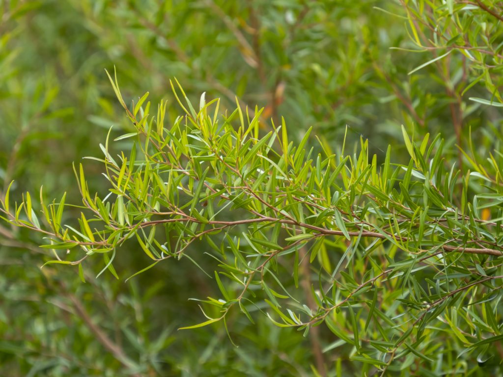 Lemon Scented Tea Tree