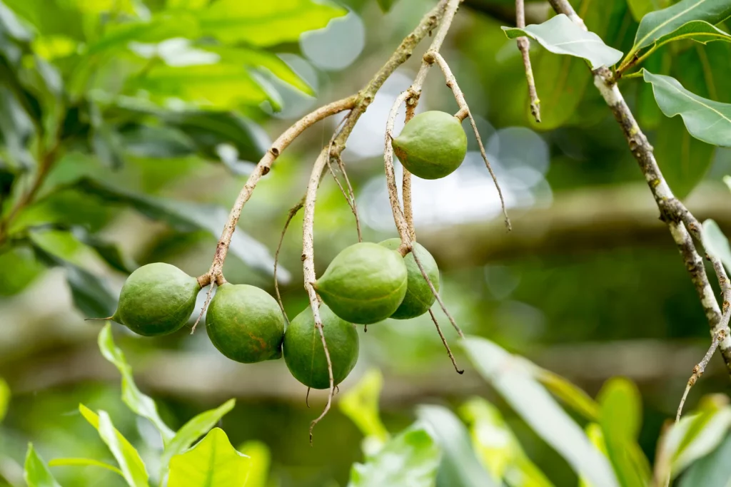 Macadamia Nut Oils plant