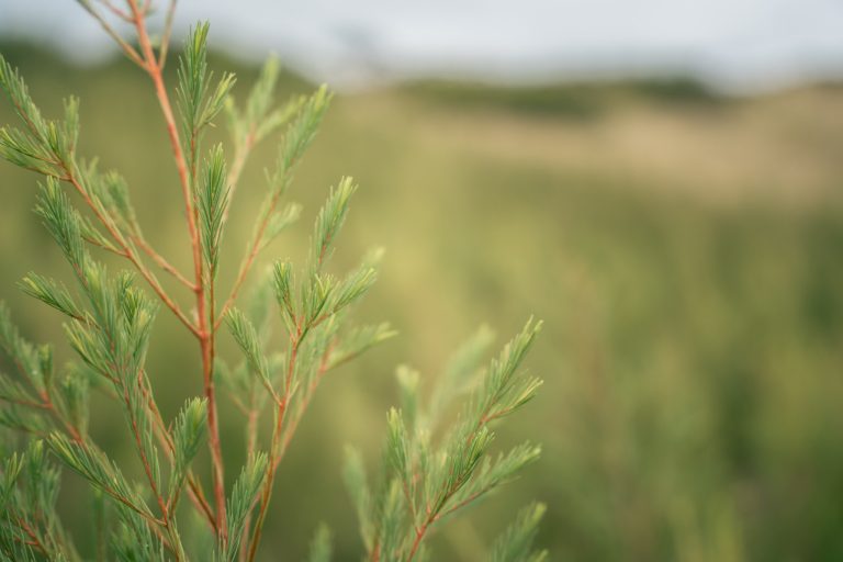 Web Crop Tea Tree