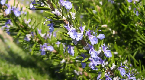 rosemary verbenone plant